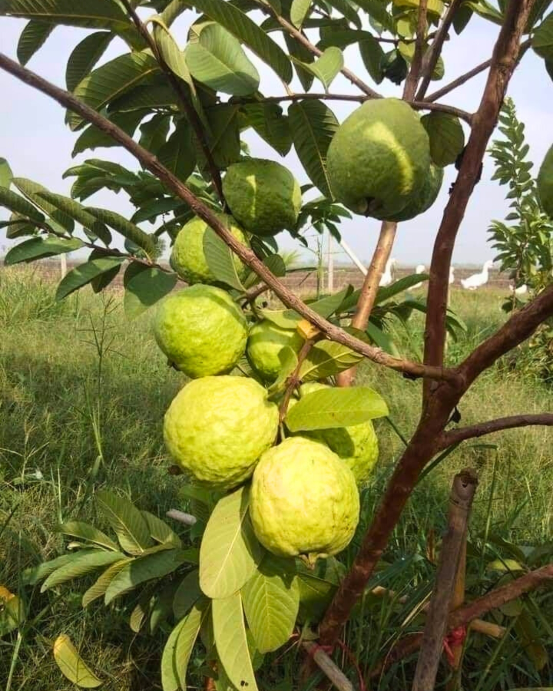 Goiaba