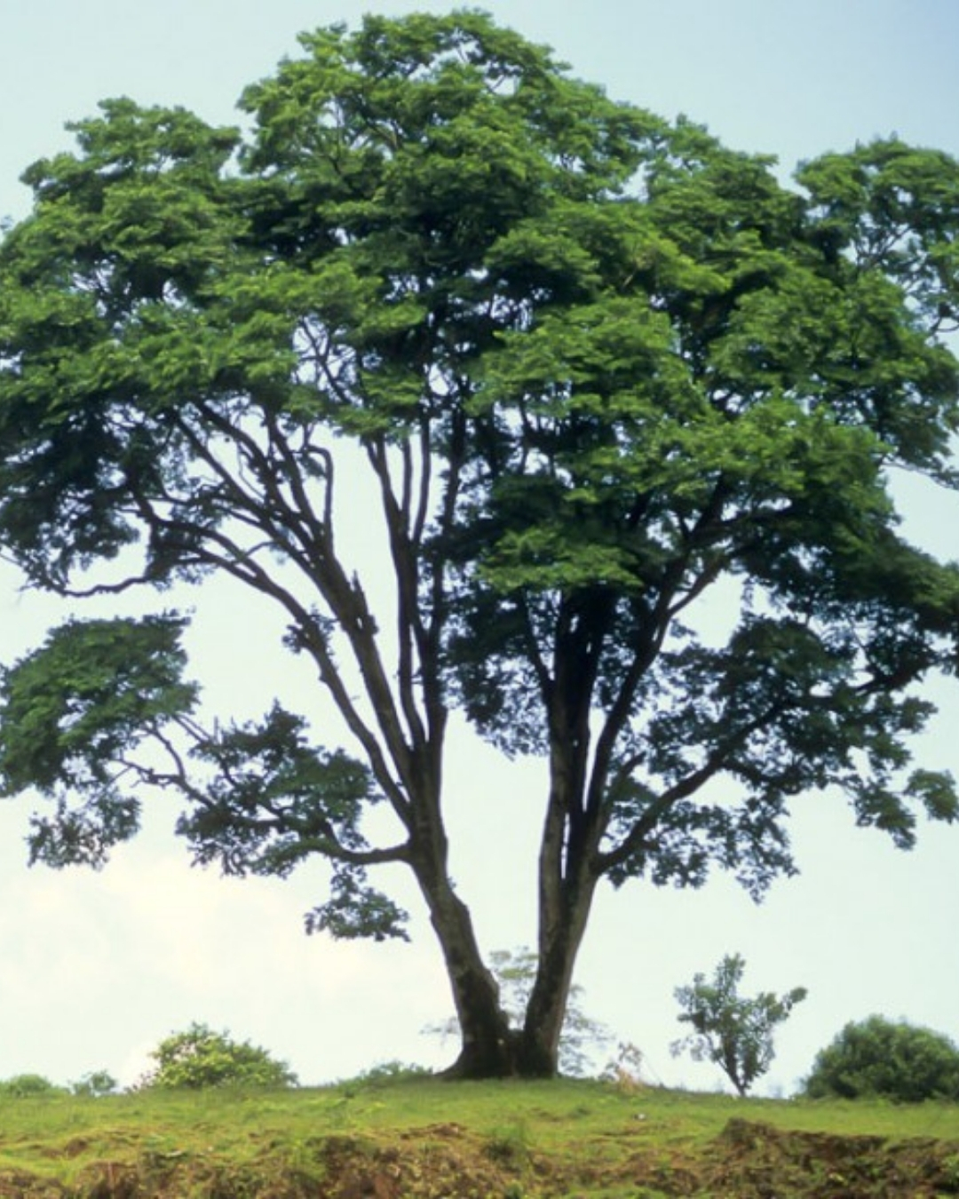 Cabreúva