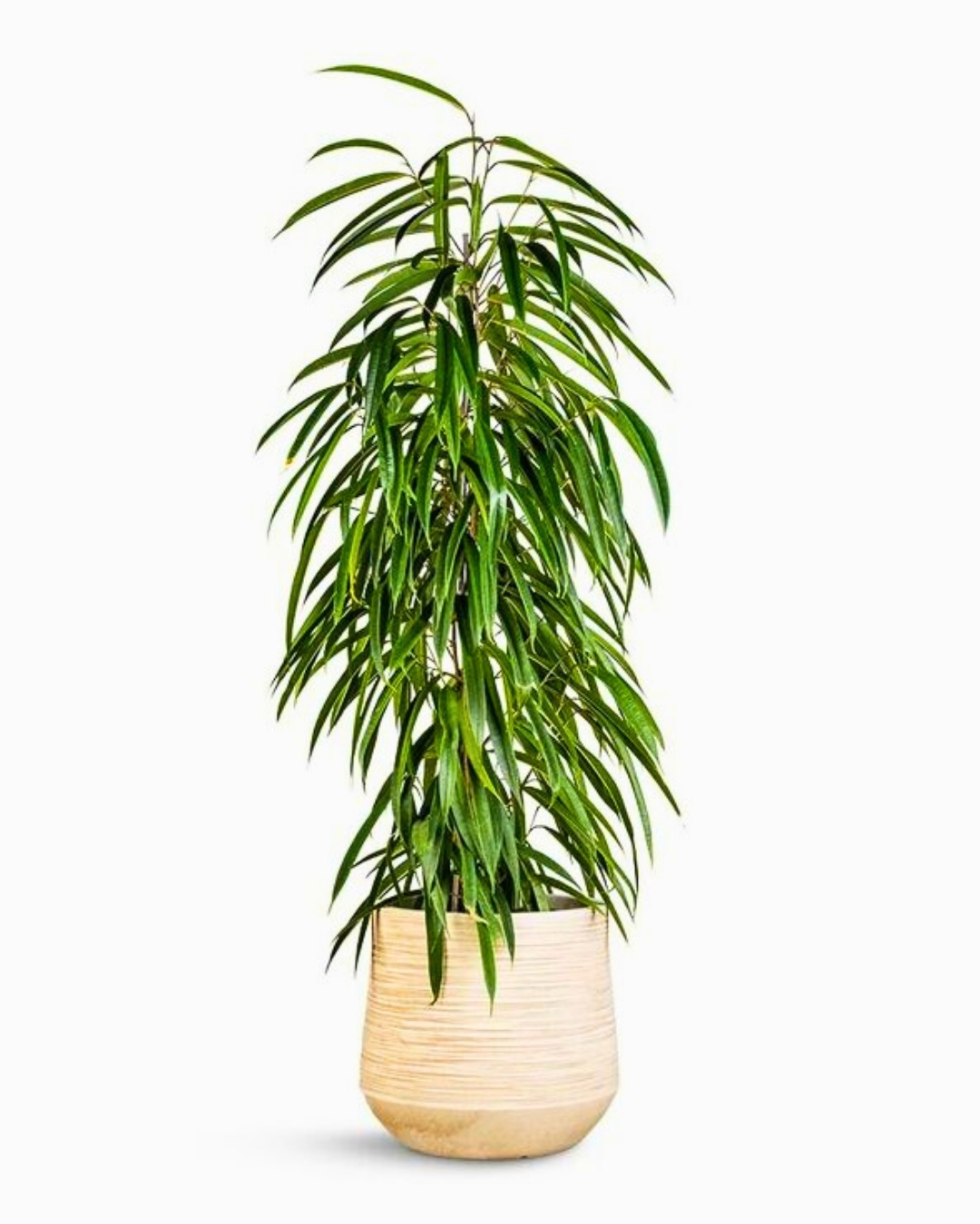 Ficus-alii